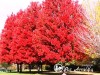 Klevas raudonasis ,October Glory' (lot. Acer rubrum) 